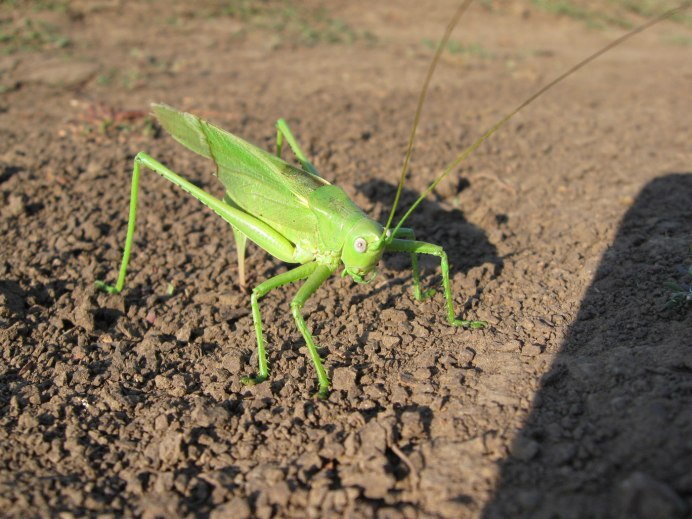 Яйцеклад кузнечика