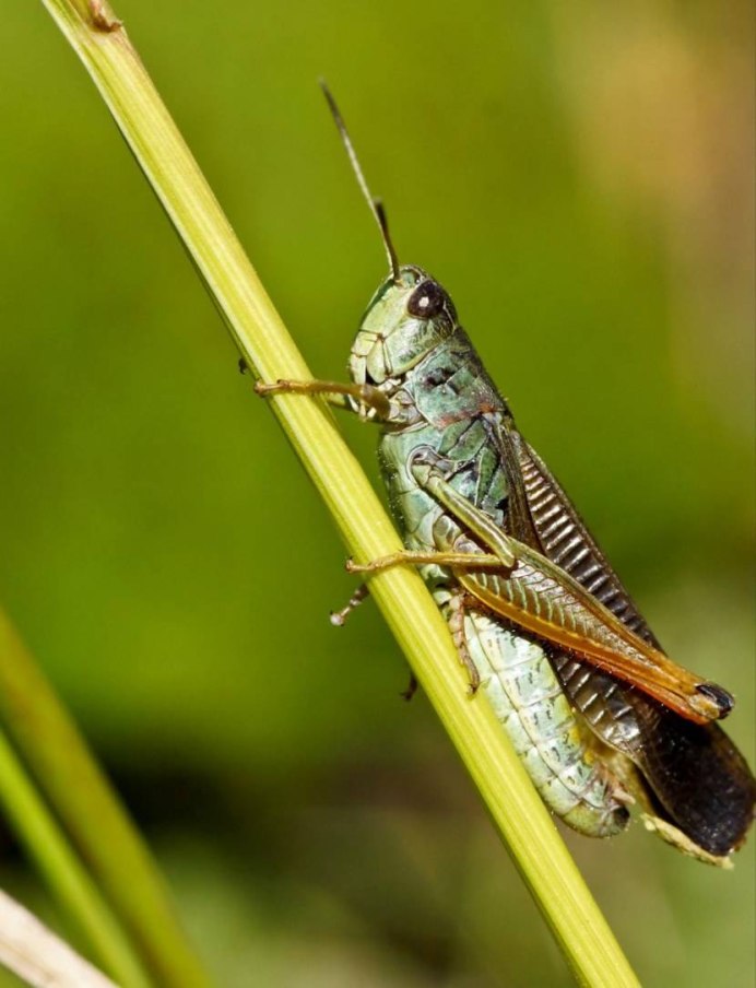 Кузнечик тетигония зеленый
