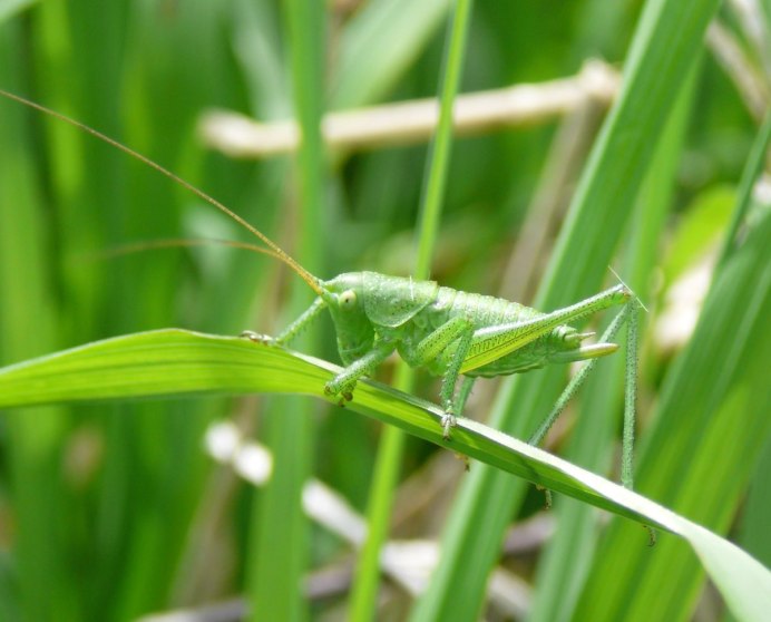 Саранча кузнечик Жук