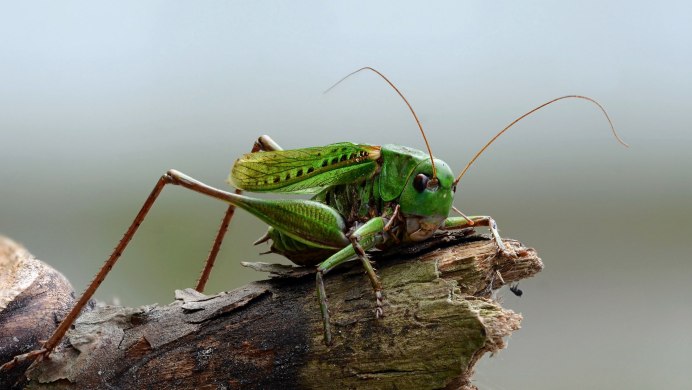 Зеленая кобылка кузнечик личинки