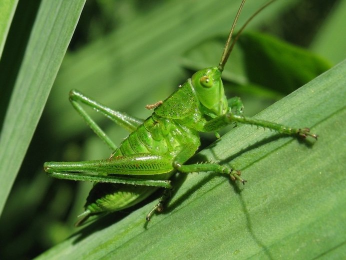 Кузнечик тетигония зеленый