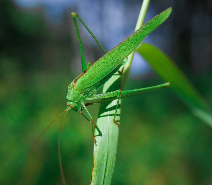 Ложнолист кузнечик