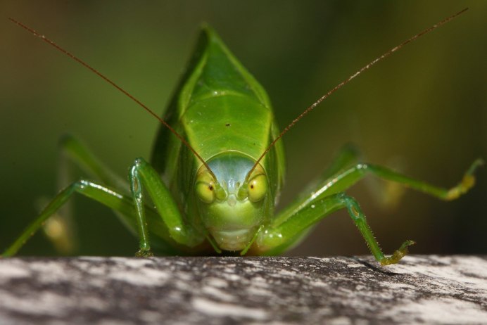 Ложнолист кузнечик