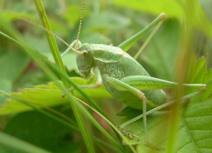 Кузнечик амбликорифа