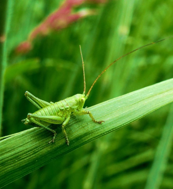 Кузнечик зеленый палочник