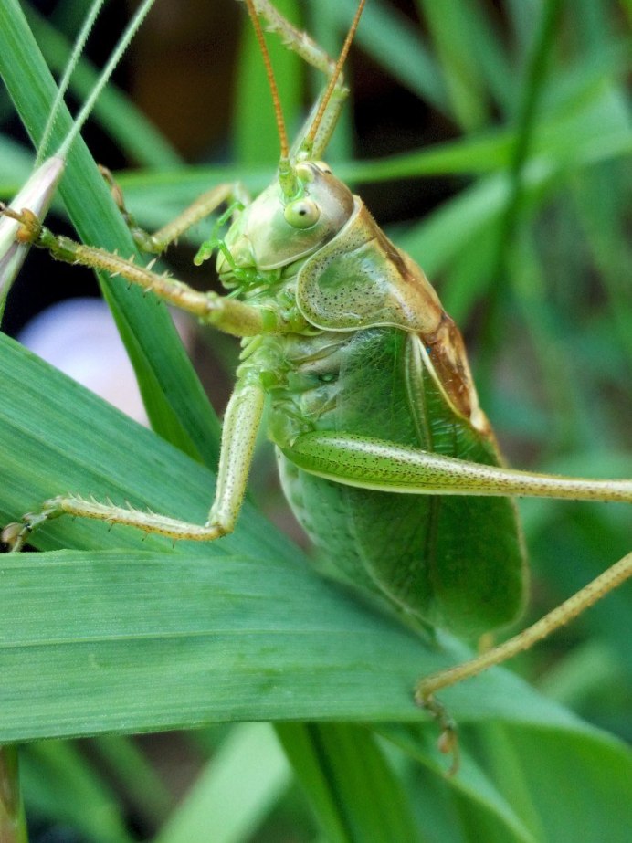 Зелёный кузнечик