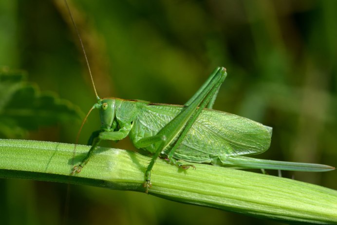 Зелёный кузнечик