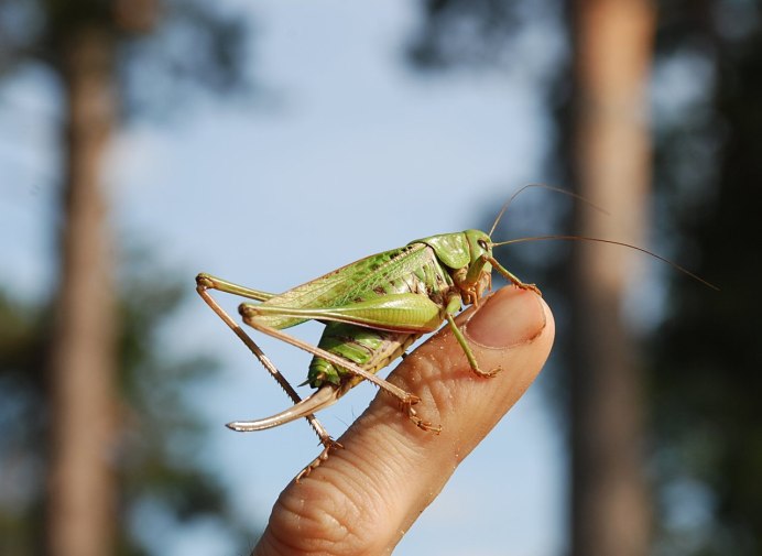 Кузнечик тетигония зеленый