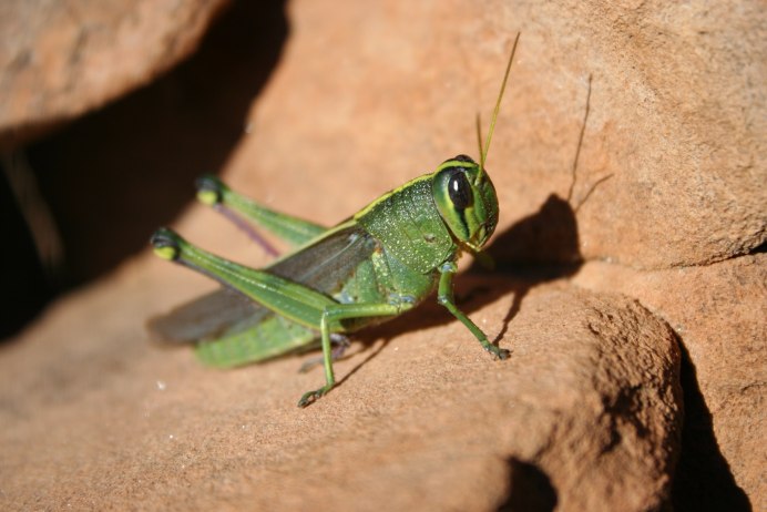 Саранча насекомое зеленая