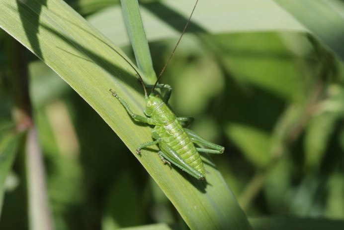 Самка саранчи