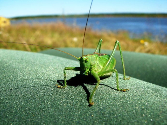 Капюшончатый кузнечик