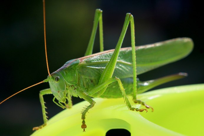 Tettigonia viridissima