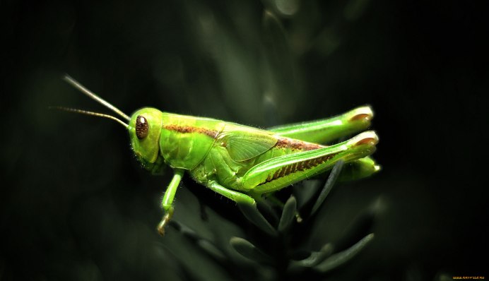 Углокрылый кузнечик