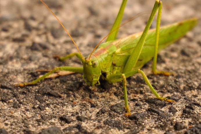 Кузнечик тетигония зеленый