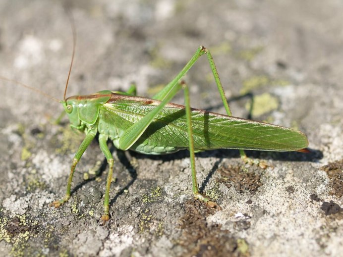 Кузнечик зеленый обыкновенный