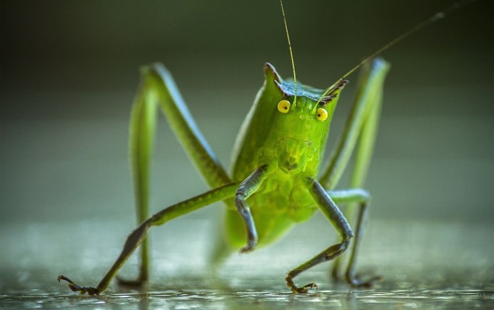 Зеленая кобылка кузнечик