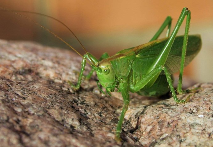 Tettigonia viridissima