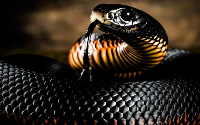 Питон игрушка Python