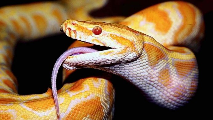 The Australian Tiger Snake PNG