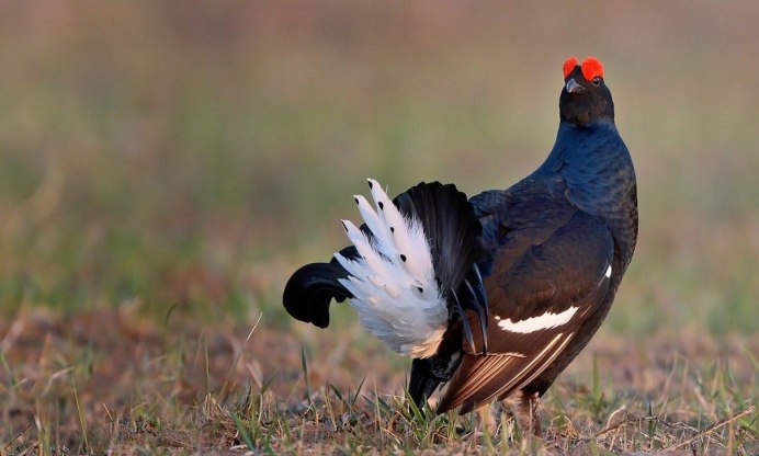 Глухарь - Capercaillie