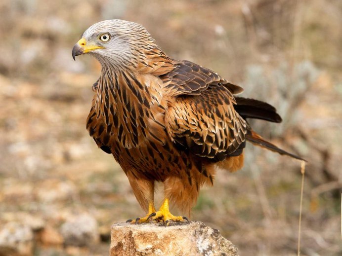 Черный Коршун Milvus Migrans