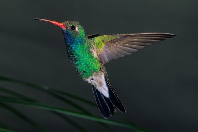 Семейство Колибри (trochilidae)