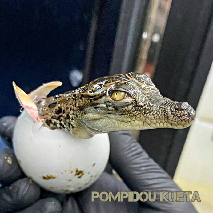 Крокодильчики вылупляются уже зубами?