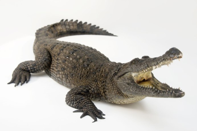 • Новогвинейский крокодил Crocodylus novaeguineae