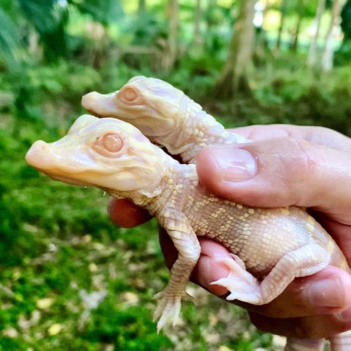 Альбино Аллигатор (Albino Alligator) 1996