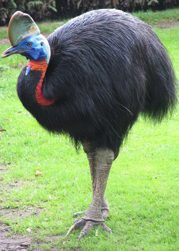 Шлемоносный казуар (casuarius casuarius);