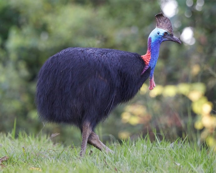 Casuarius casuarius