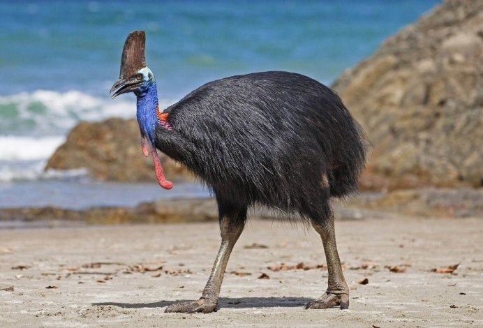 Шлемоносный казуар (casuarius casuarius);