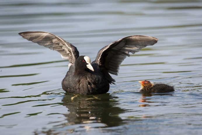 Coot PNG