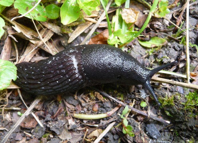 СЛИЗЕНЬ Arion lusitanicus