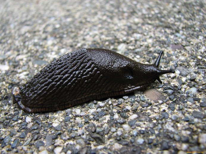 СЛИЗЕНЬ черный - Limax cinereonige