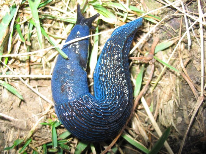 Улитка-лимацида Bielzia coerulans