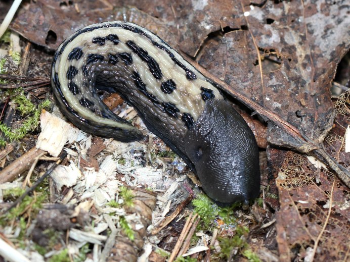 Limax cinereoniger СЛИЗЕНЬ