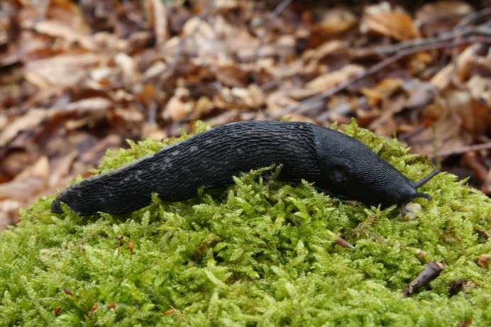Chelidonura varians