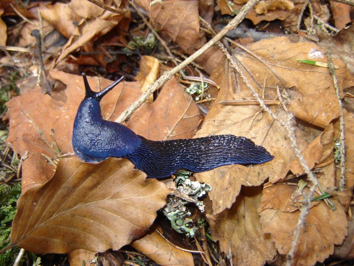 Улитка-лимацида Bielzia coerulans