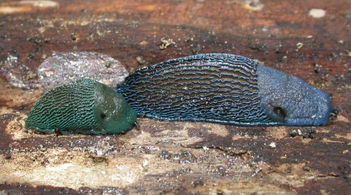 Limax cinereoniger СЛИЗЕНЬ