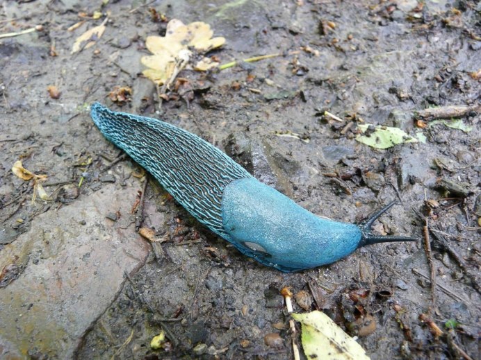 СЛИЗНЯК Limax