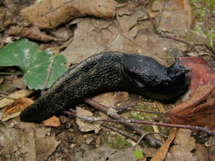 Black-and-Blue Slug