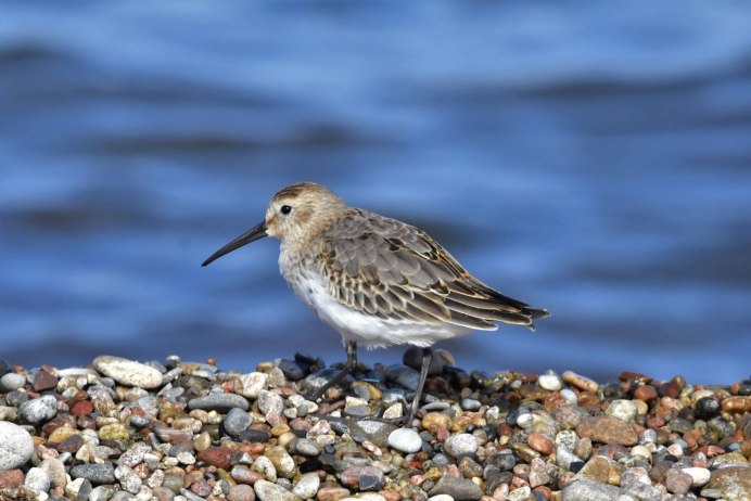 Чернозобик (Calidris Alpina) Dunlin