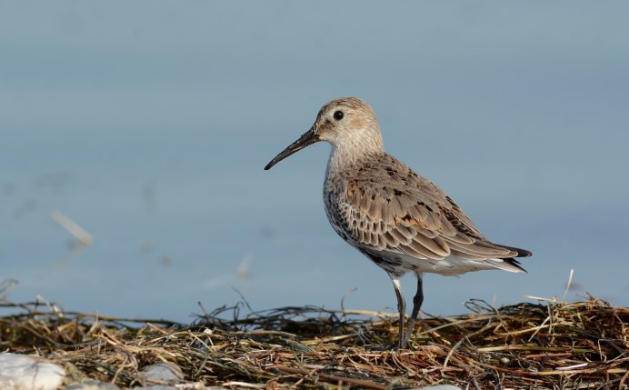 Чернозобик Calidris Alpina