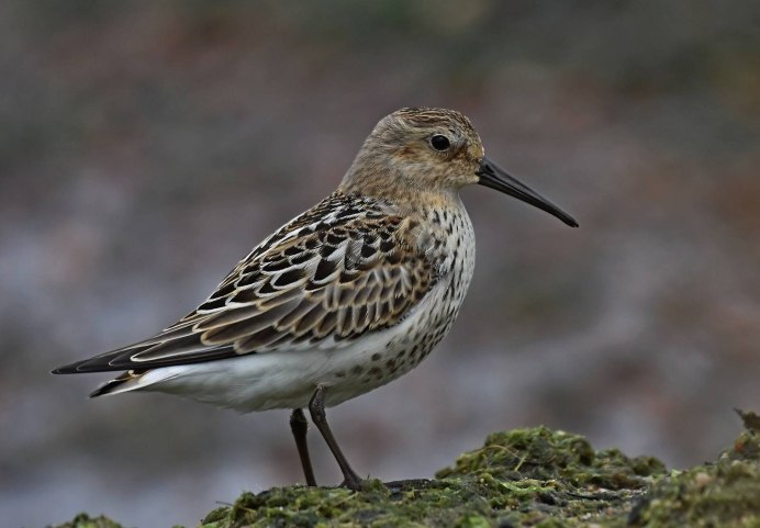 Чернозобик Calidris Alpina