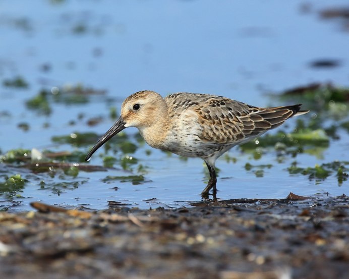 Чернозобик Calidris Alpina