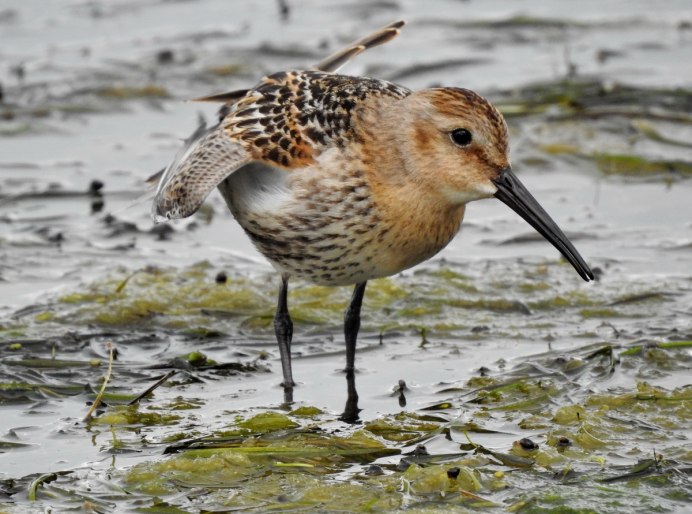 Чернозобик (Calidris Alpina) Dunlin