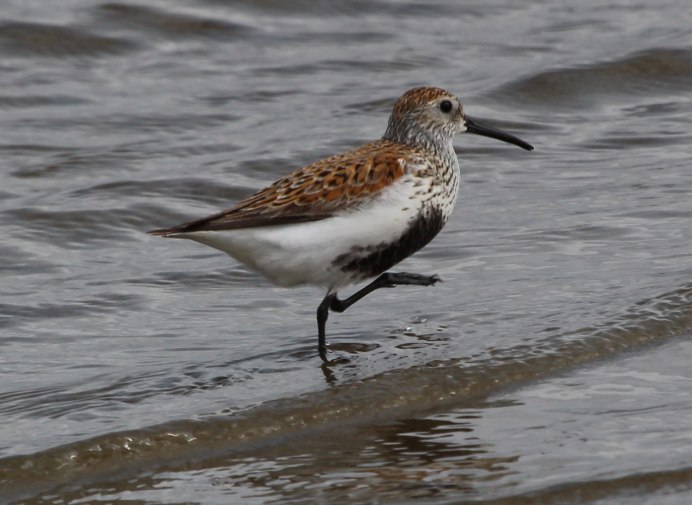 Чернозобик Calidris Alpina