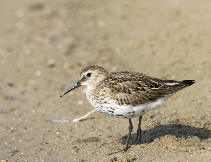 Чернозобик Calidris Alpina