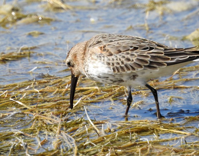 Чернозобик Calidris Alpina (Linnaeus, 1758)